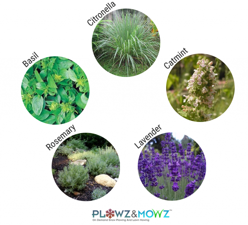 Plants that Repel Mosquitos From Your Lawn 